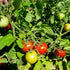 Punta Banda Tomato